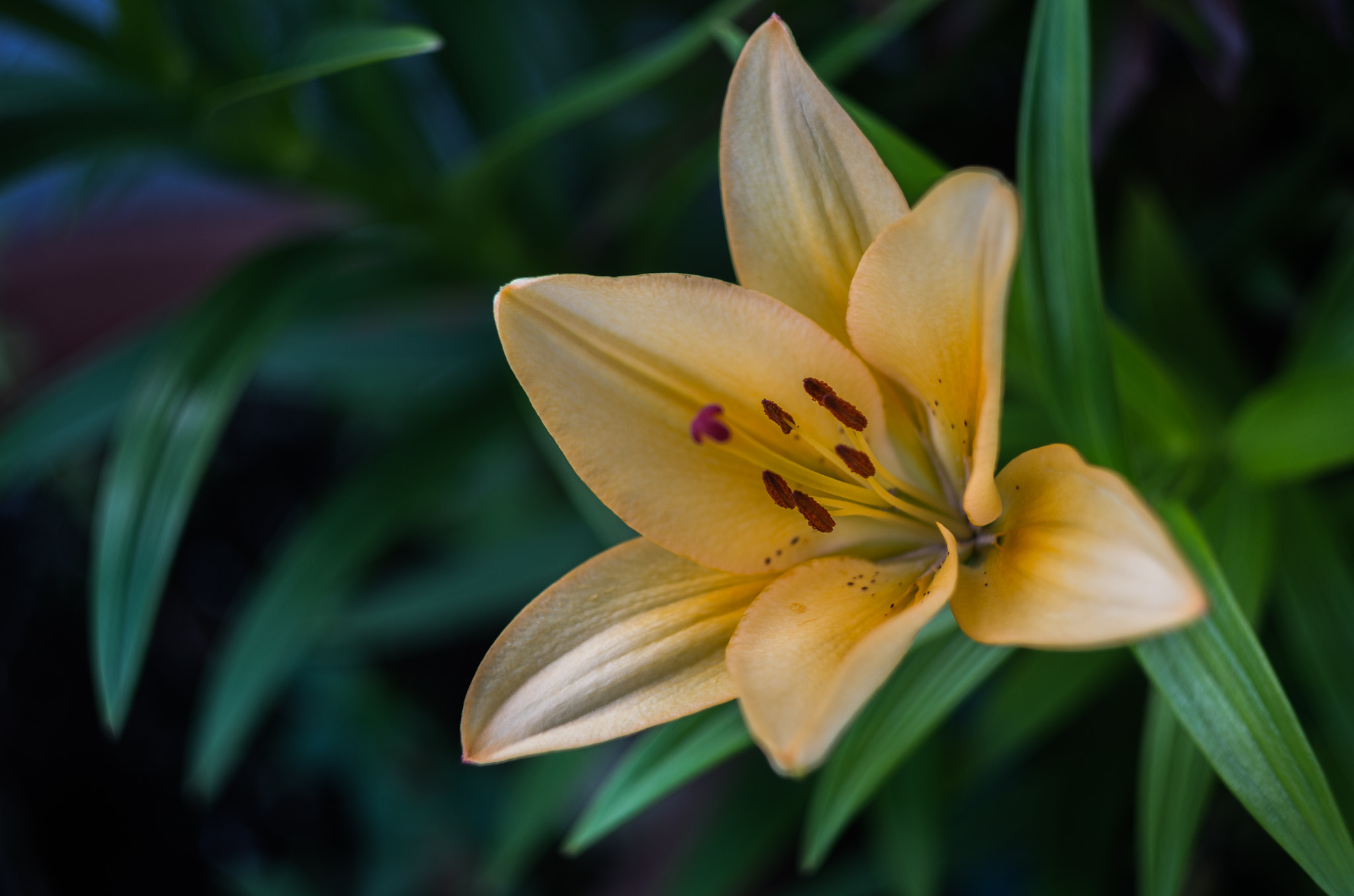 another shot of orange lilies - my garden flowers