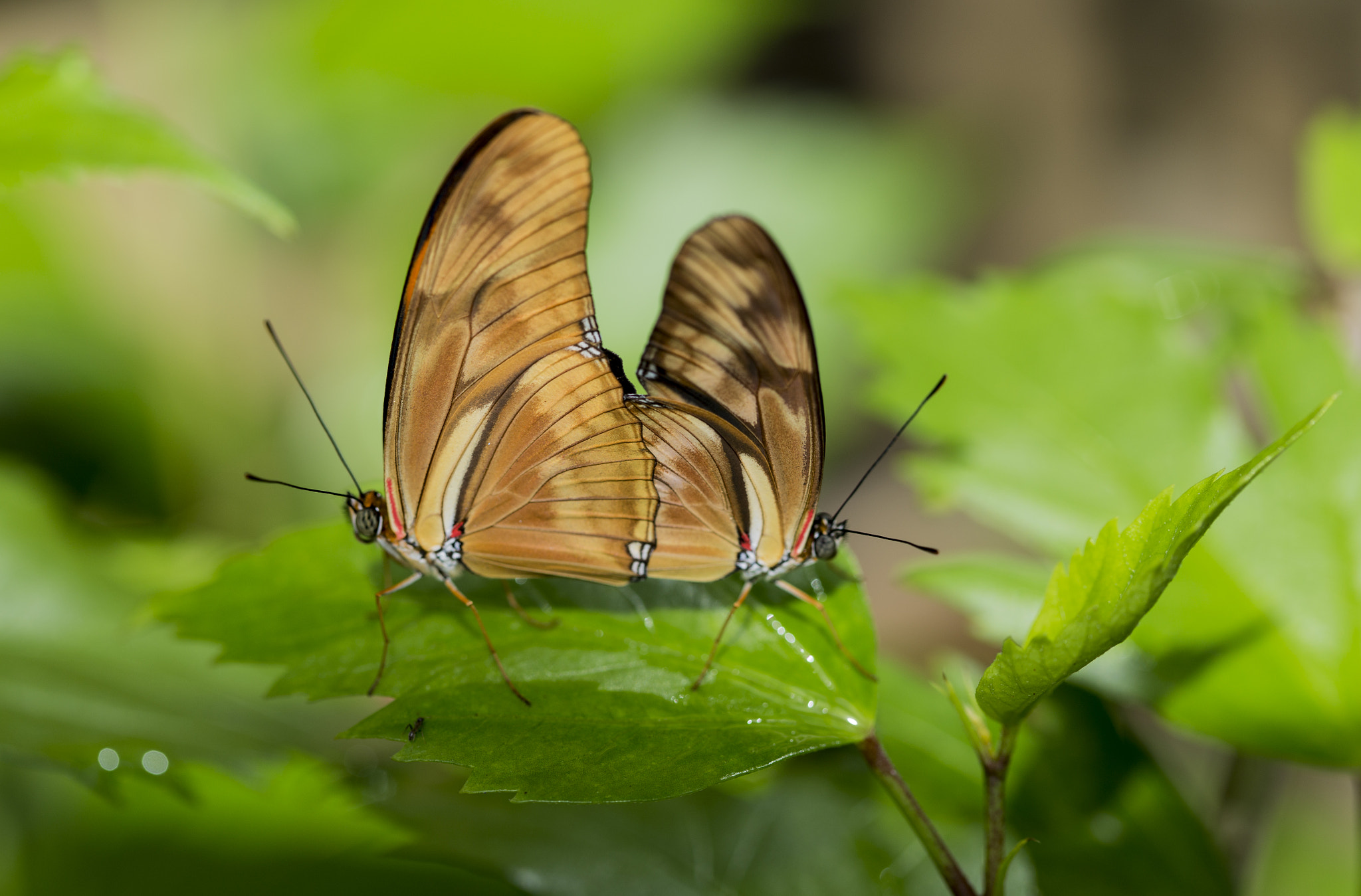 Butterfly couple