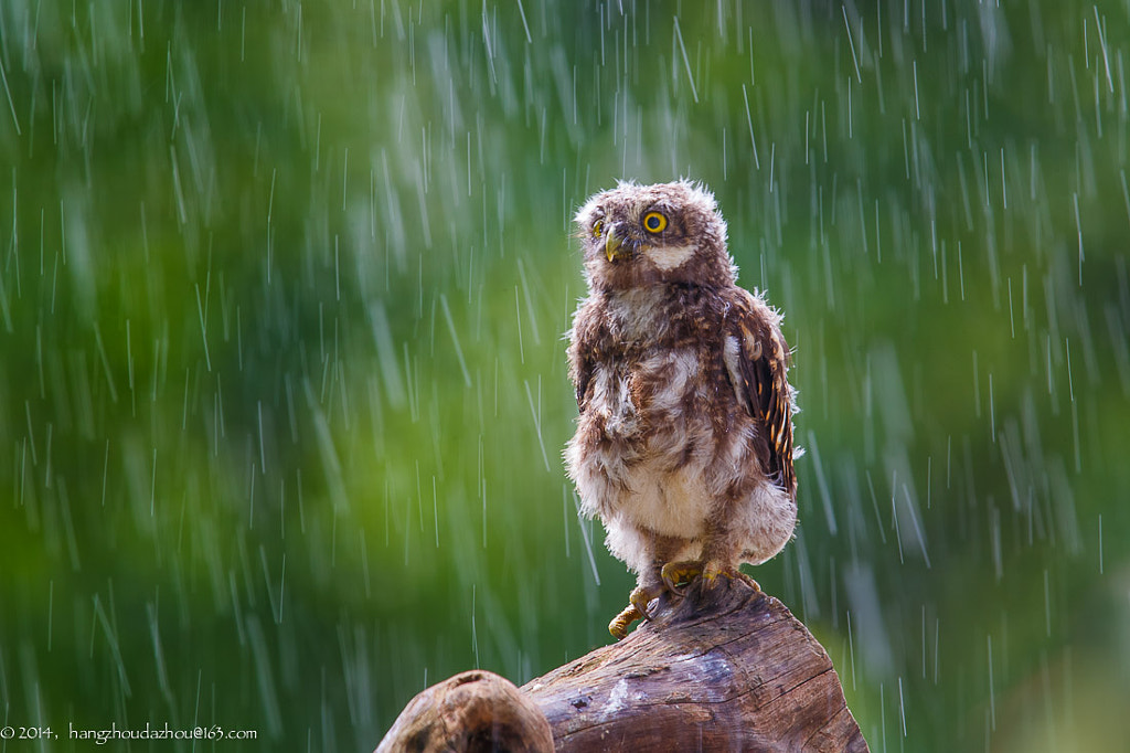 In the rain by David McCann on 500px.com