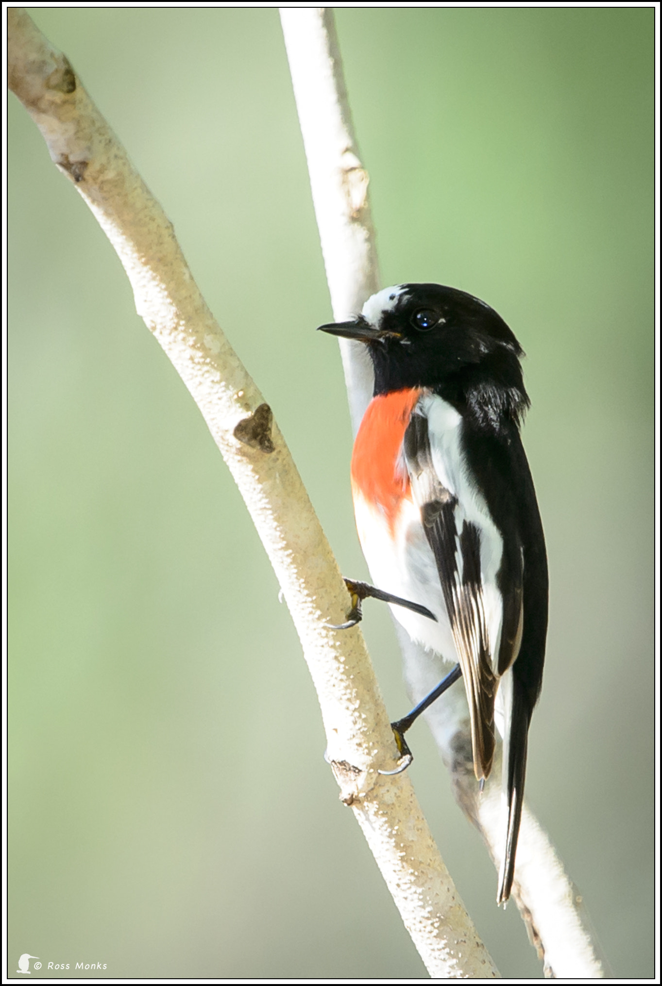 Nikon D4 + Nikon AF-S Nikkor 600mm F4G ED VR sample photo. Scarlet robin photography