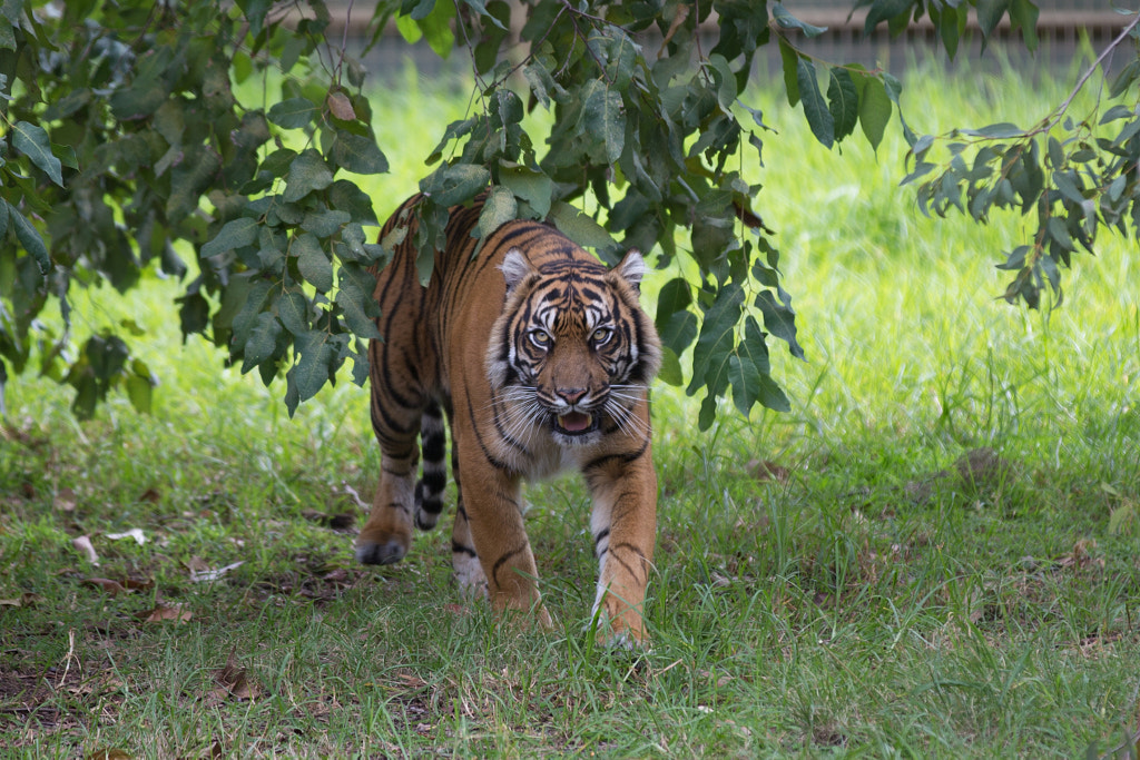 Sumatran Tiger at Taronga Western Plains Zoo by Tom Hall / 500px