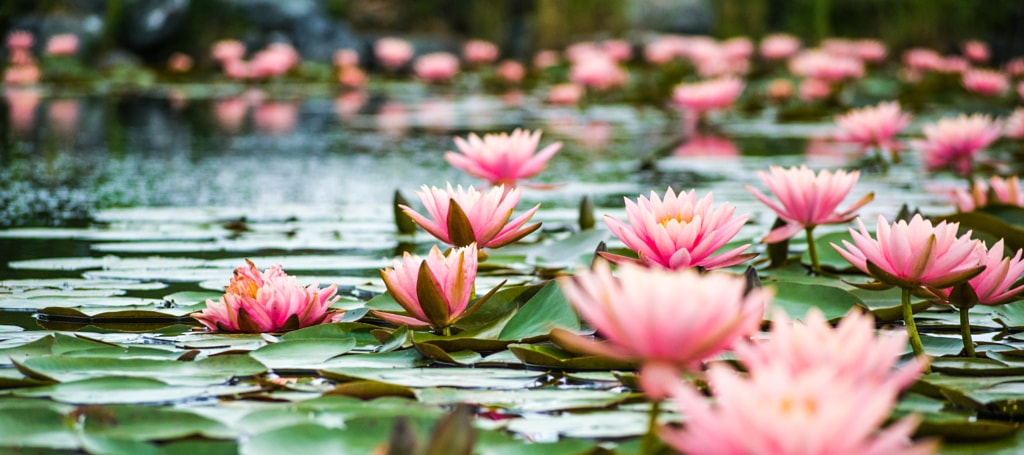 Wondrous Water Lilies cover image