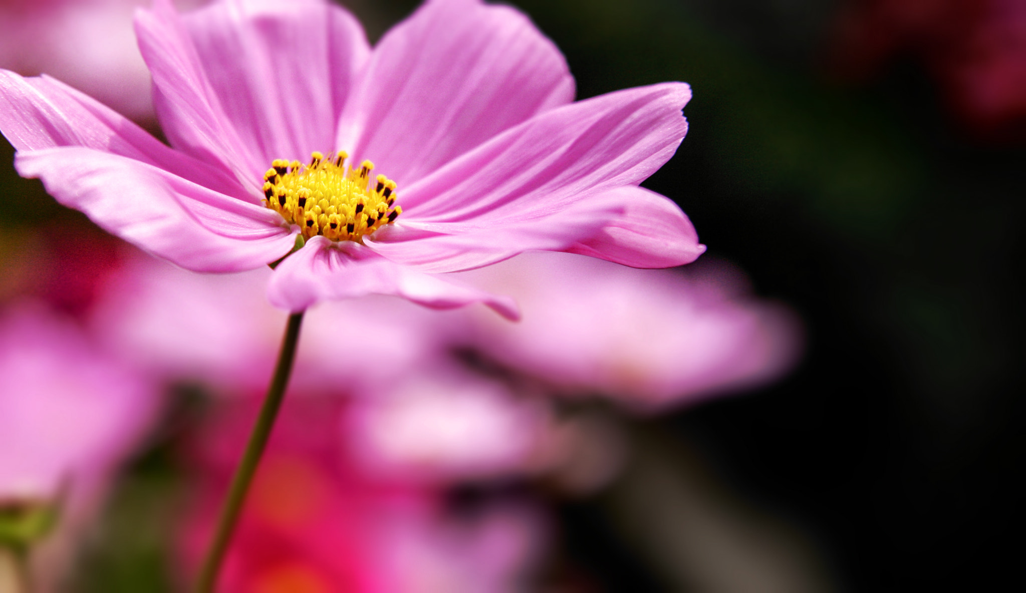 Cosmos Flower I 秋櫻 I