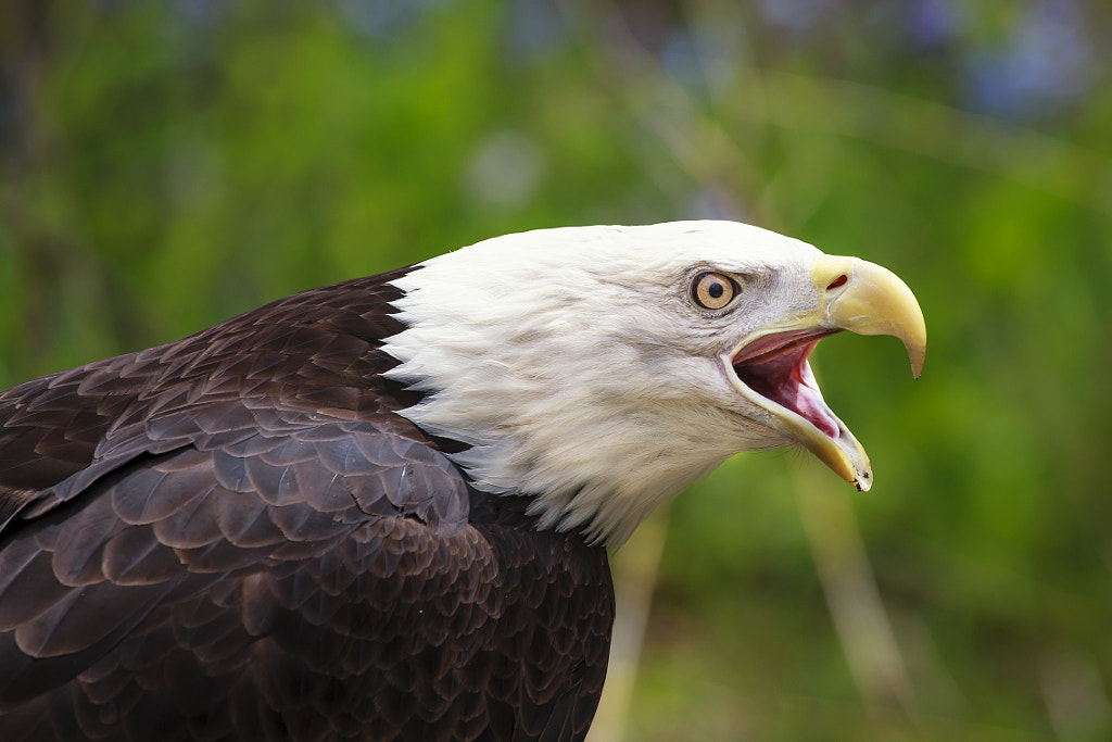 Bald Eagle Interesting Facts About Eagles: sounds of eagles: what sound do eagles make?