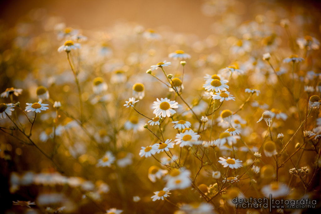 Chamomile by Deutsch Richárd on 500px.com
