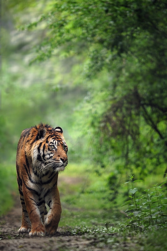 Sumatra Tiger By Eric C 500px
