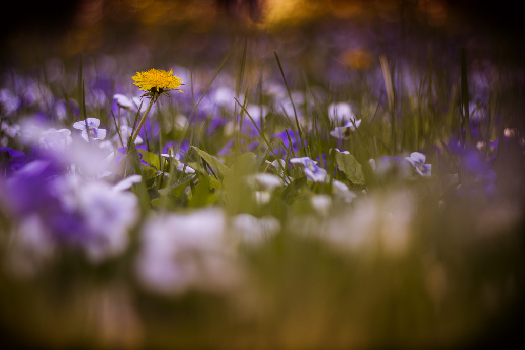 Silent Lucidity by Johannes S. on 500px.com