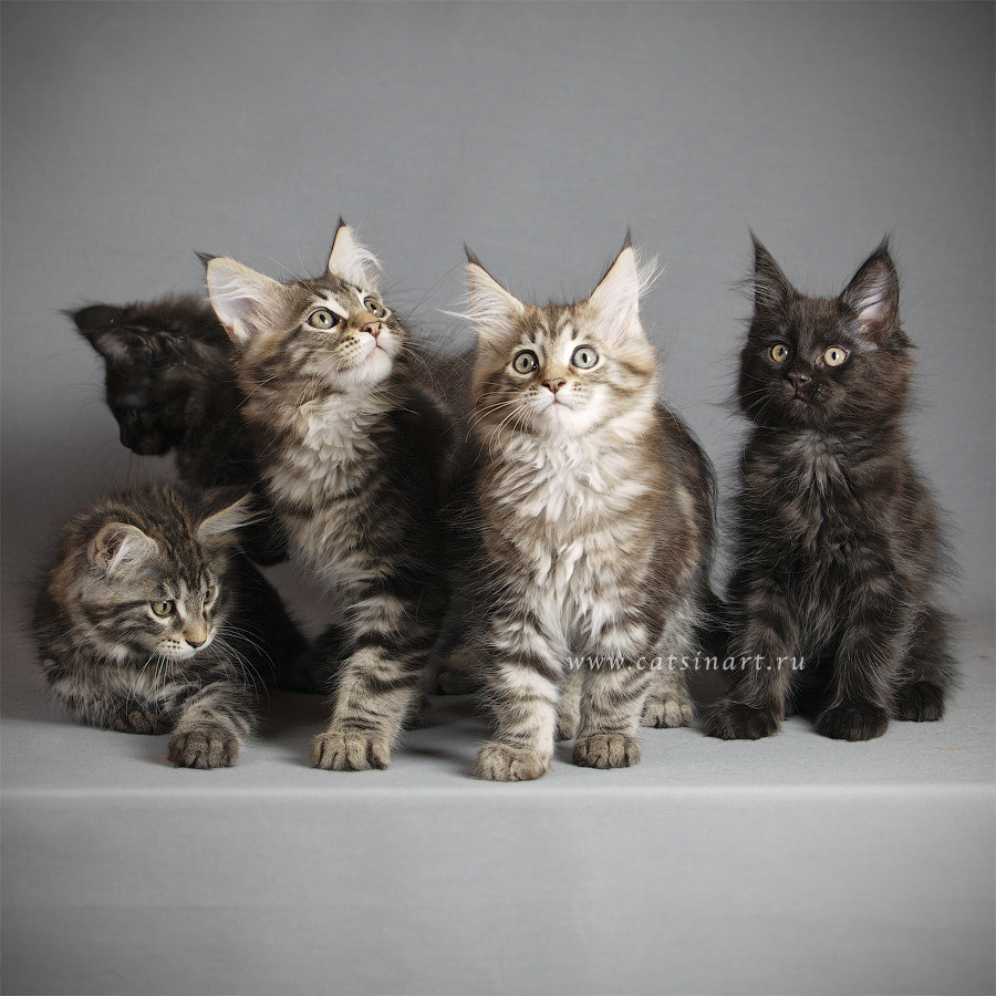 v2?sig=5d24b83c20b1eb4b949dffaba1dc0247e