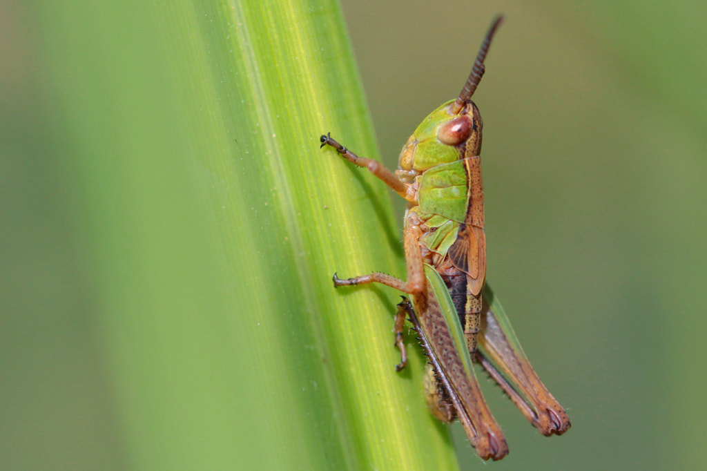 Jumper by Martin Ingold on 500px.com