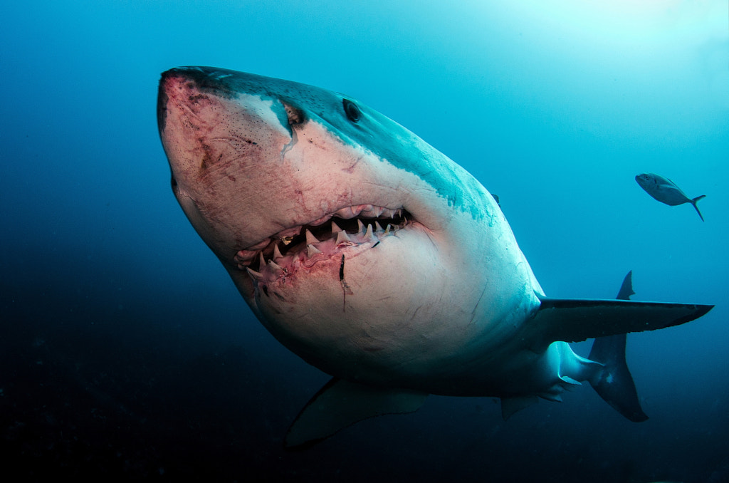 Finding Nemo Characters in real life: Bruce – Great white shark