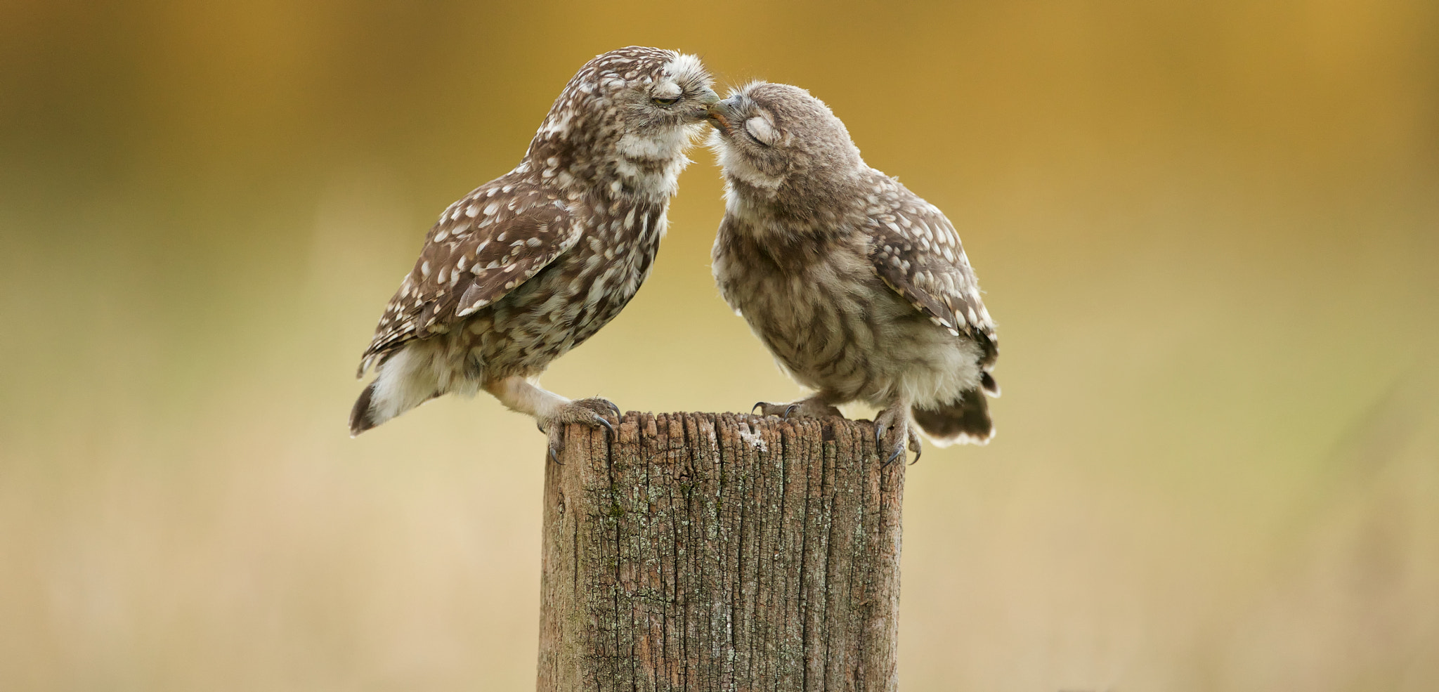 Canon EOS-1D X + Canon EF 500mm F4L IS USM sample photo. Little kiss photography