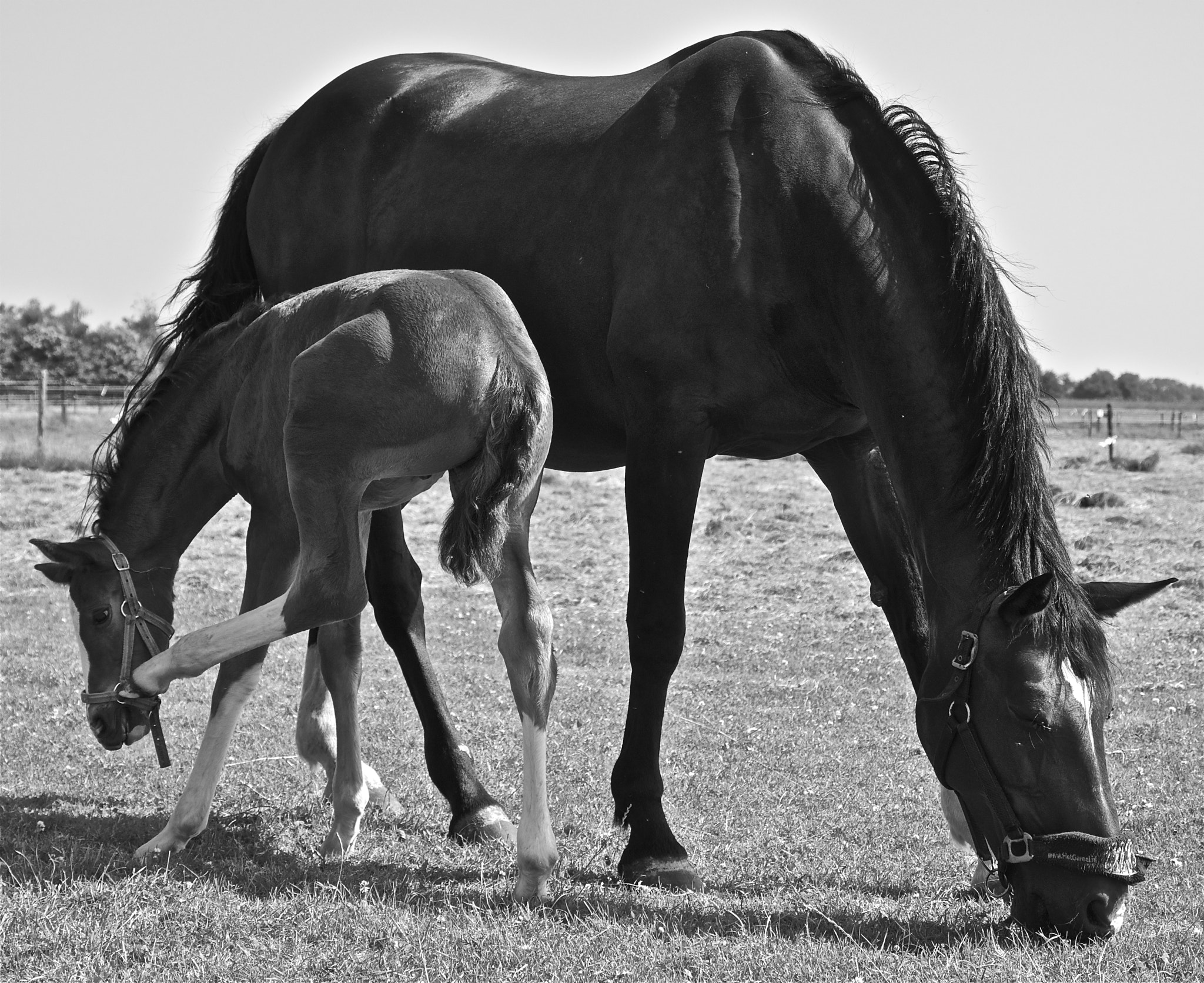 Scratching foal with mother