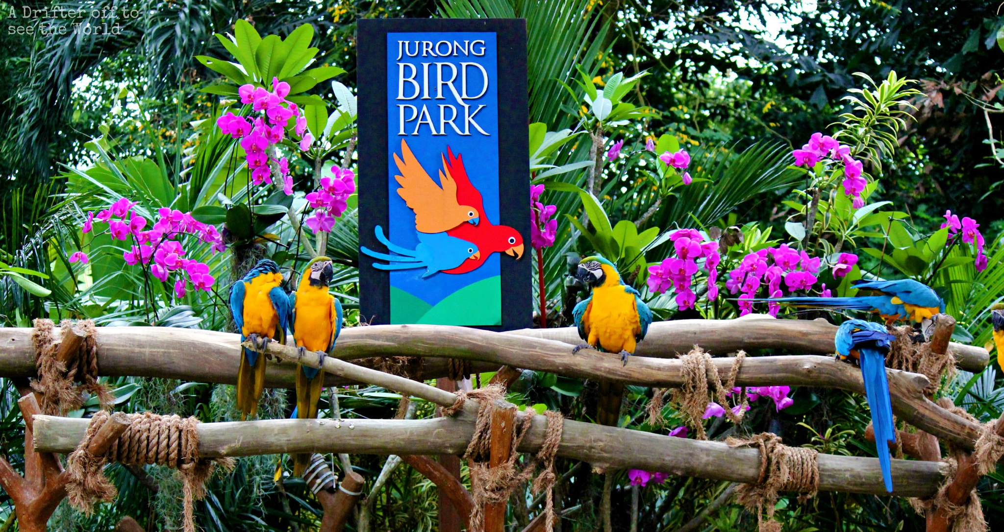 wonderful Jurong Bird Park - Singapore Tours