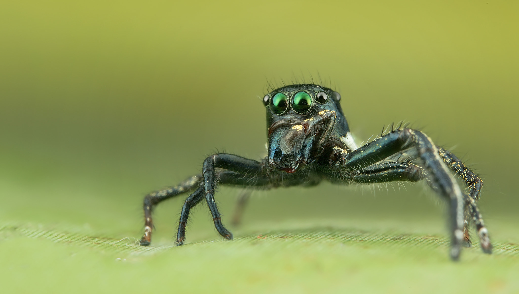 Jumping Spider