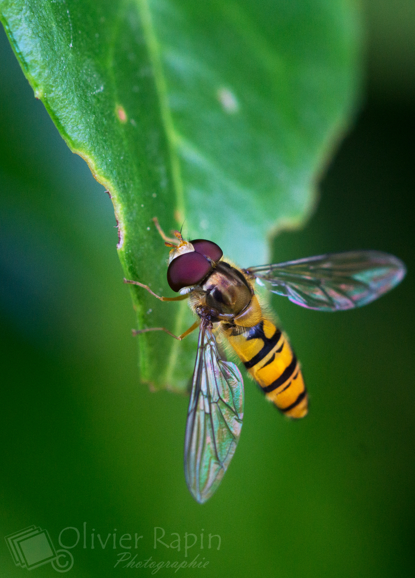 v2?sig=ce82be3df352f048da00e9722de6d07df96b6669b6abb7cc6406de5453519690