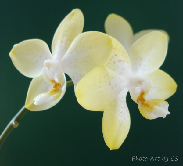 Orchideen