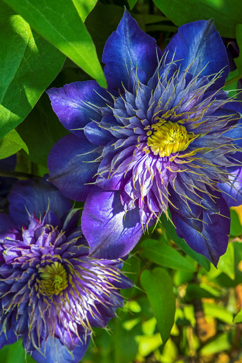 Schreiners Iris Farm Salem Oregon by larry andreasen | 500px