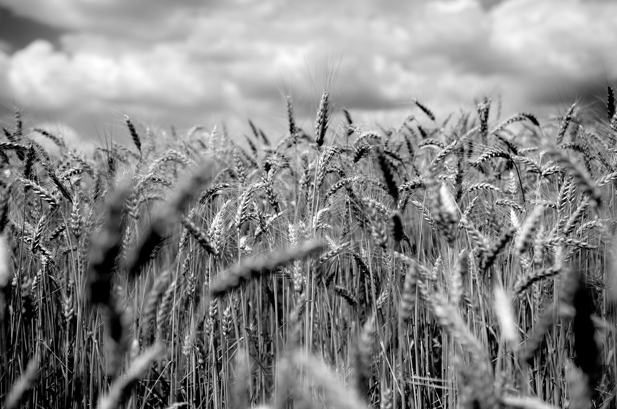 Wheat field in black and white by Péter Mocsonoky Photo 74881169 / 500px