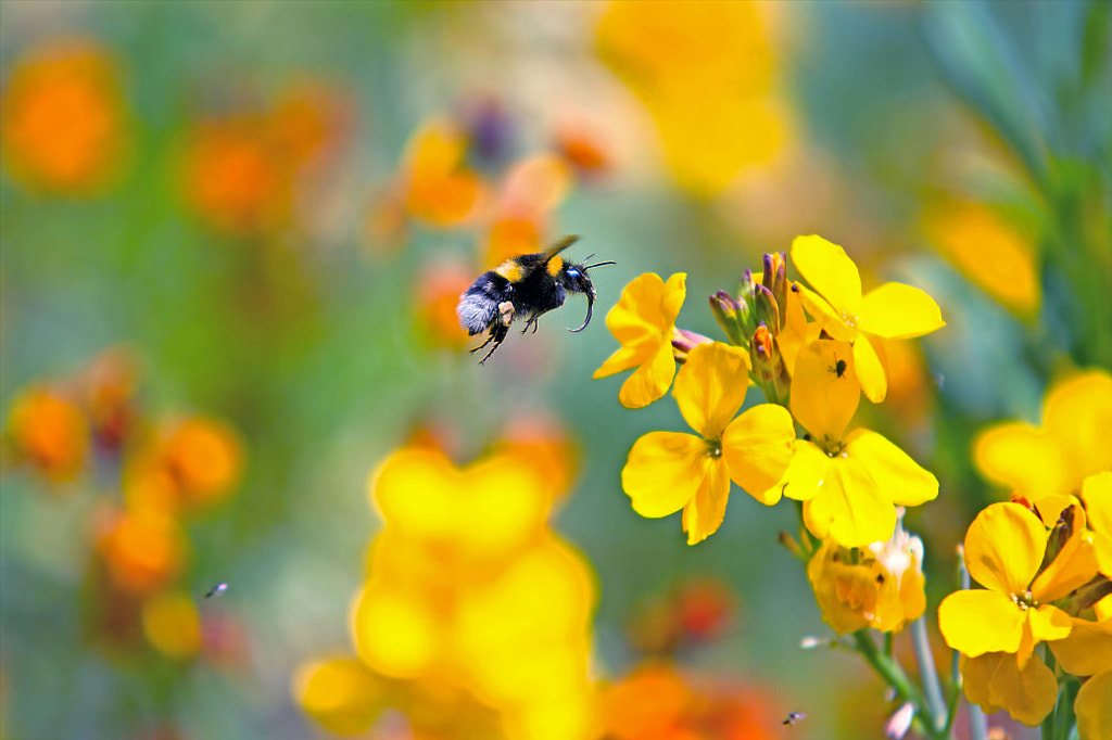 bumblebee by asencio eric on 500px.com