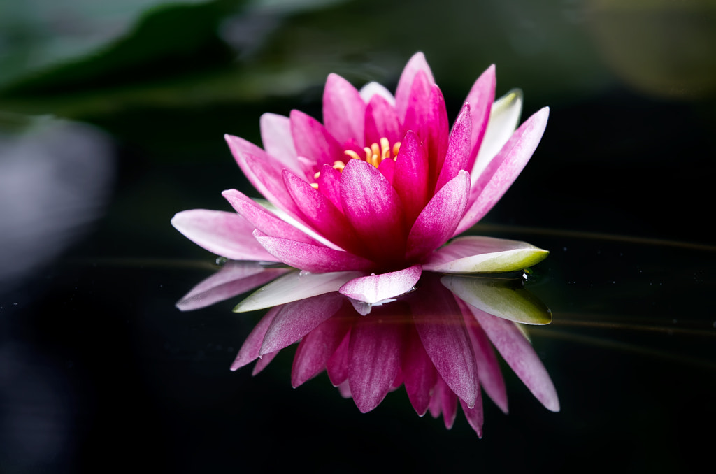 water lily reflection