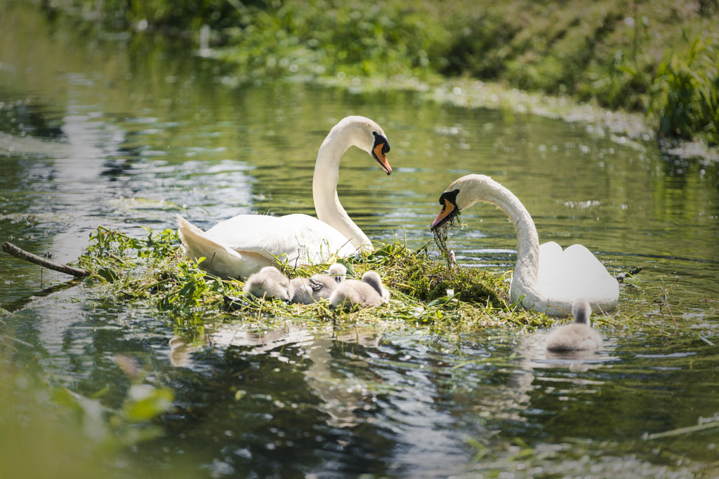 Family life by Jose Gieskes on 500px.com