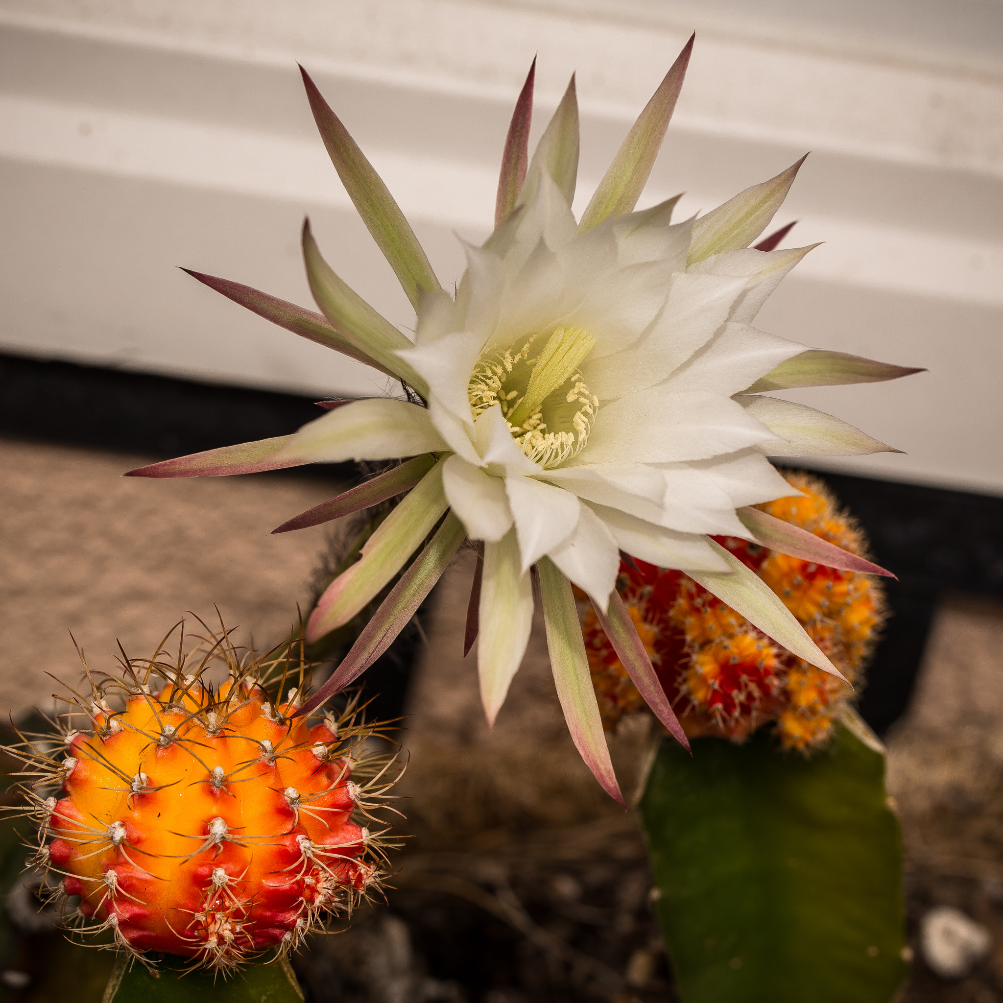 White Cactus Flower On The Door Step