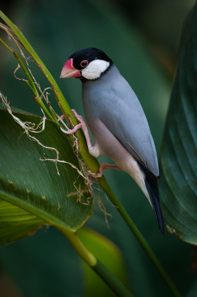 Java Sparrow by Zik Teo / 500px