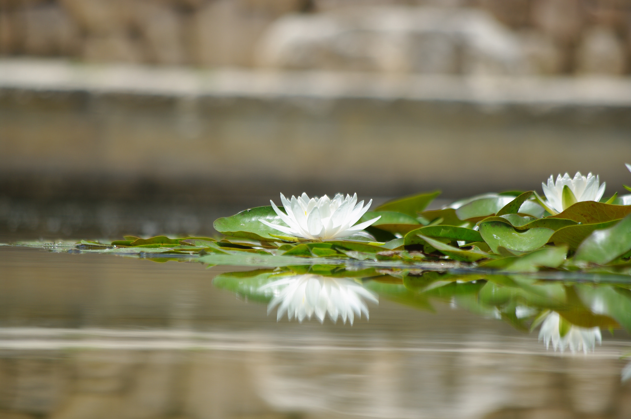 Pentax K20D + Pentax smc DA 50-200mm F4-5.6 ED sample photo. Untitled photography