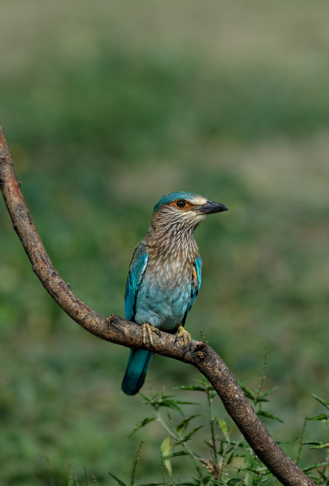 Portrait of a Juvenile Indian Roller