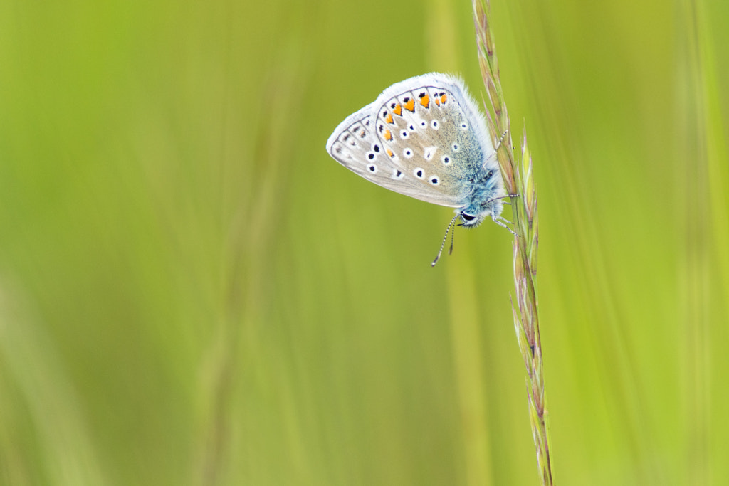 Common Blue by Lee Adcock on 500px.com