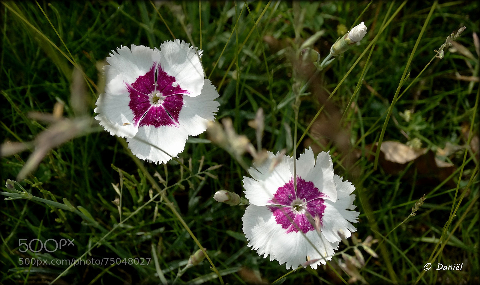 Sony Cyber-shot DSC-HX300 sample photo. Two of a kind ... .. . photography