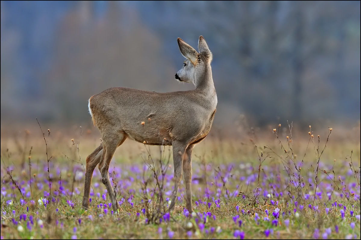 Roe deer