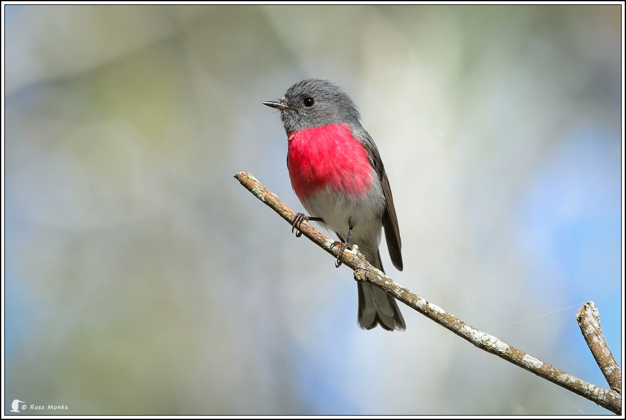 Nikon D4 + Nikon AF-S Nikkor 600mm F4G ED VR sample photo. Rose robin photography