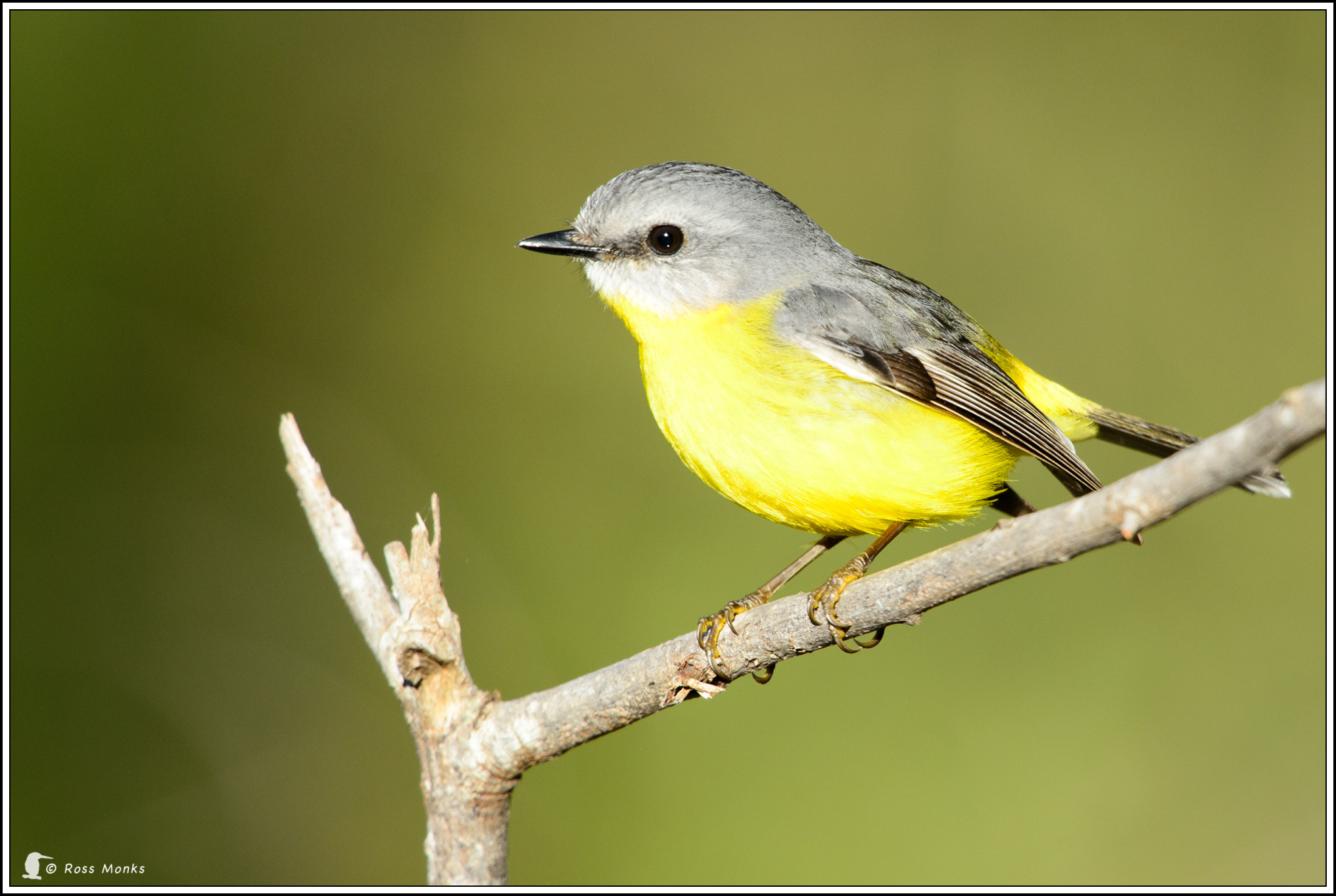 Nikon D4 + Nikon AF-S Nikkor 600mm F4G ED VR sample photo. Eastern yellow robin photography