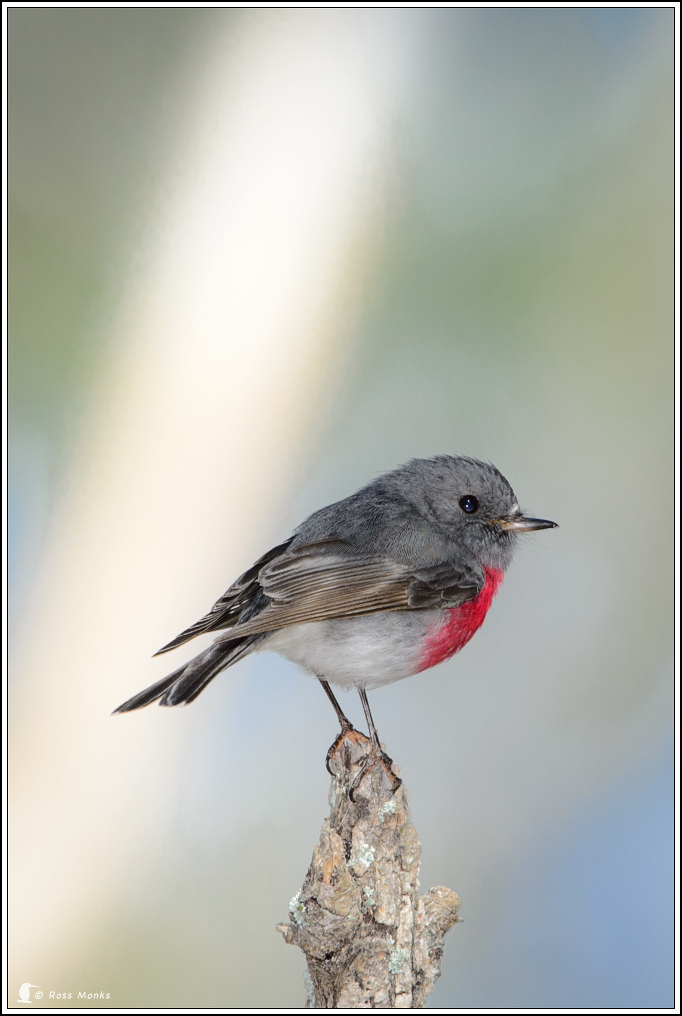 Nikon D4 + Nikon AF-S Nikkor 600mm F4G ED VR sample photo. Rose robin photography