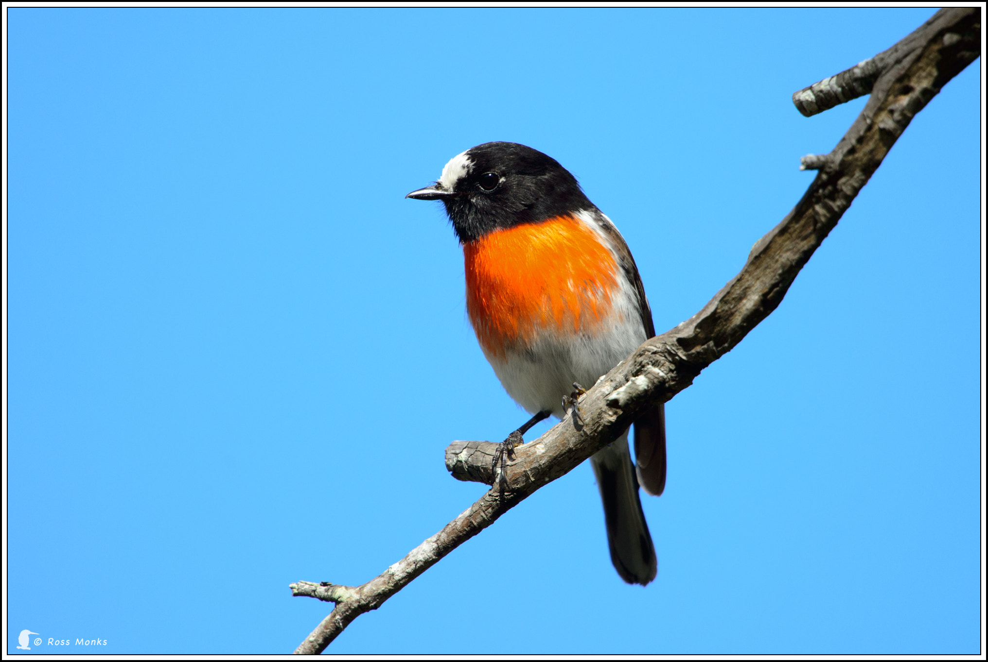 Nikon D4 sample photo. Scarlet robin photography