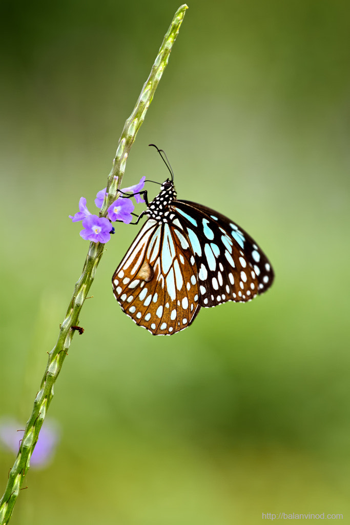 Blue Tiger