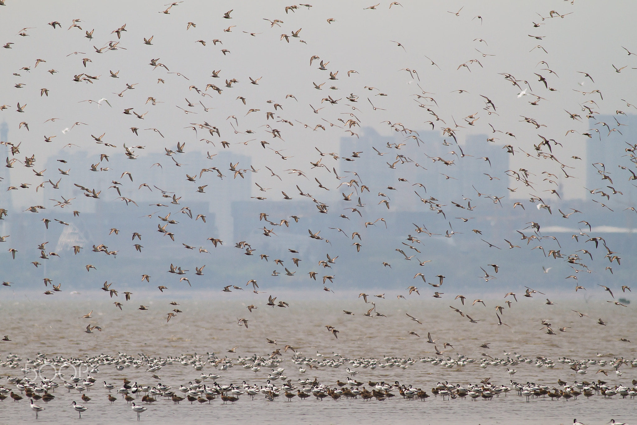 Sea birds at Mai Po Nature Reserve