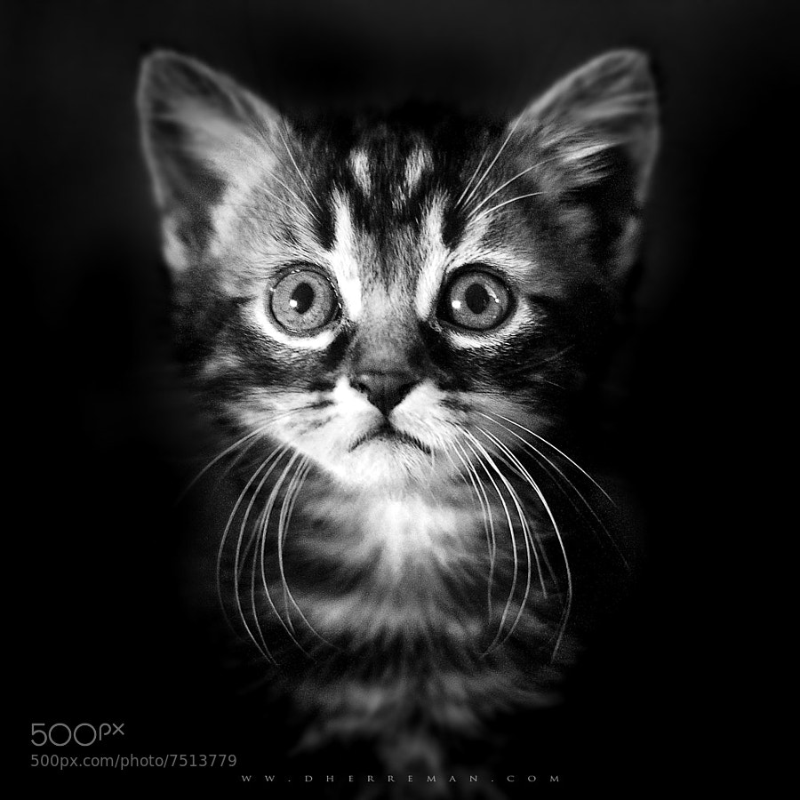 Hairball by David Herreman