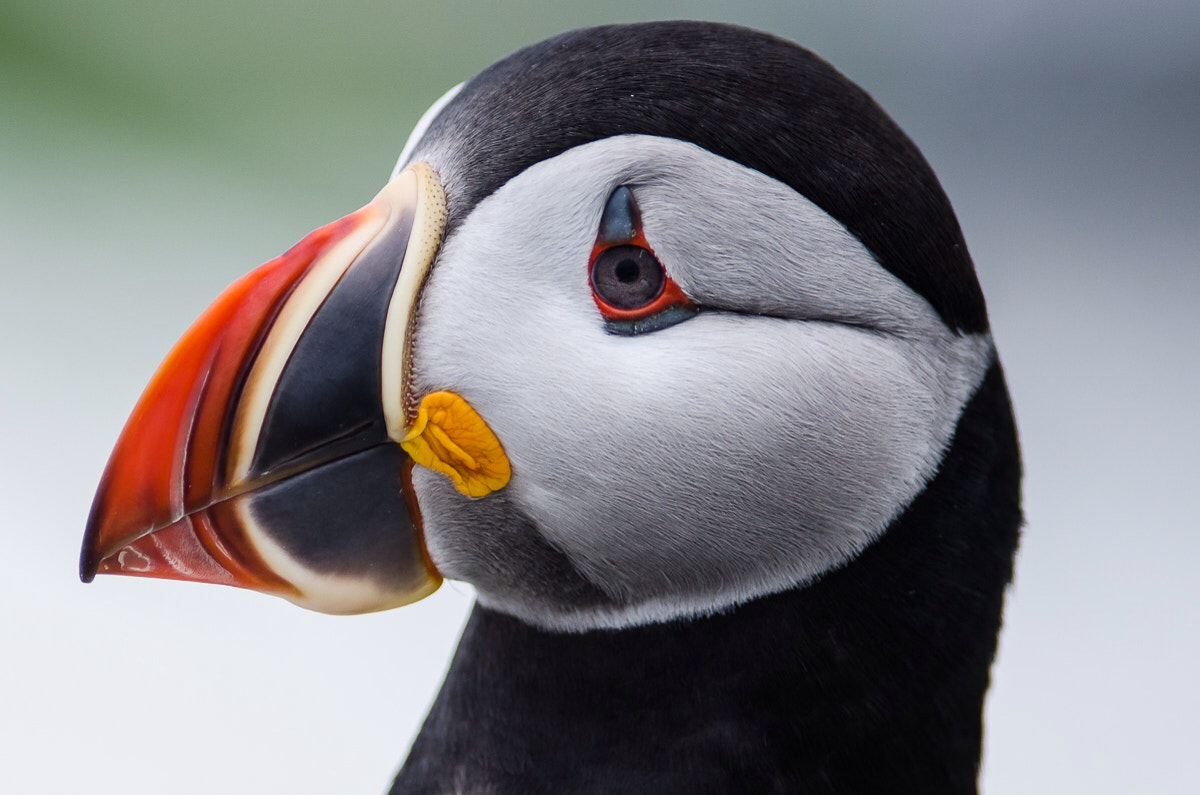 Atlantic Puffin