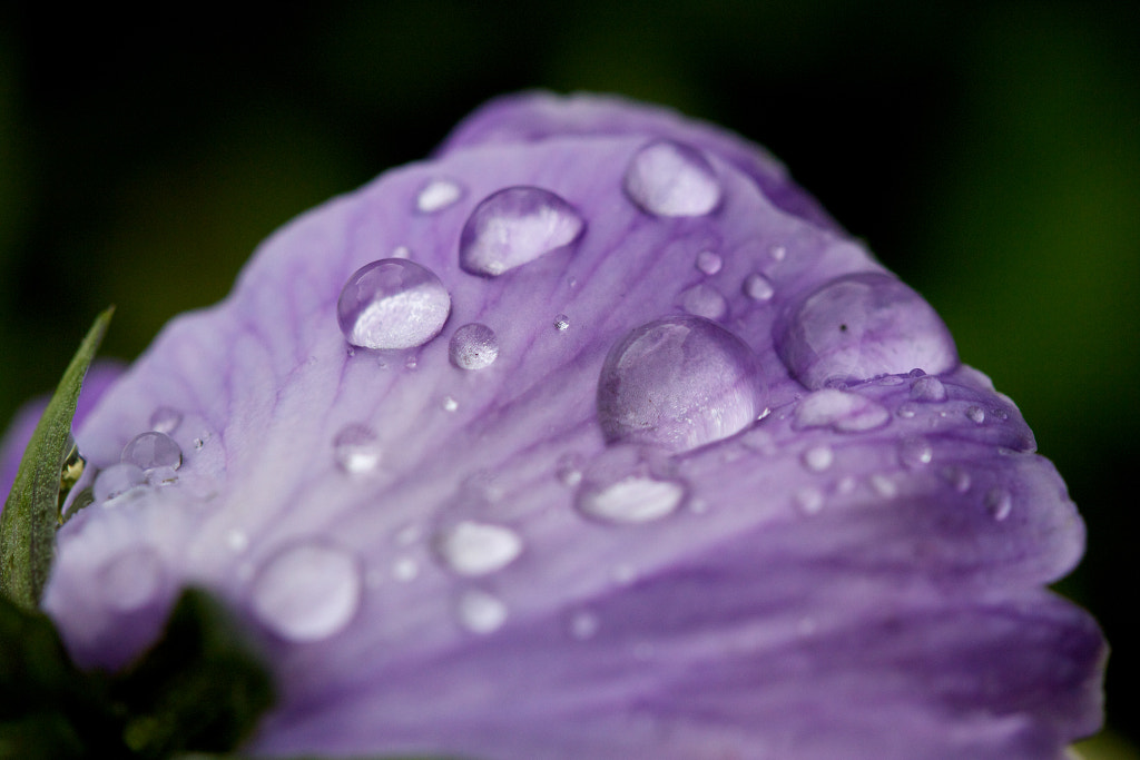 Droplets by Rob Howard on 500px.com