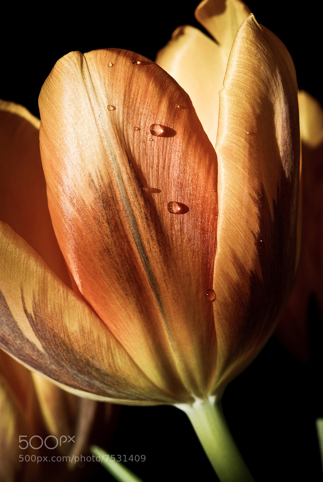 Nikon D80 sample photo. Tulip photography