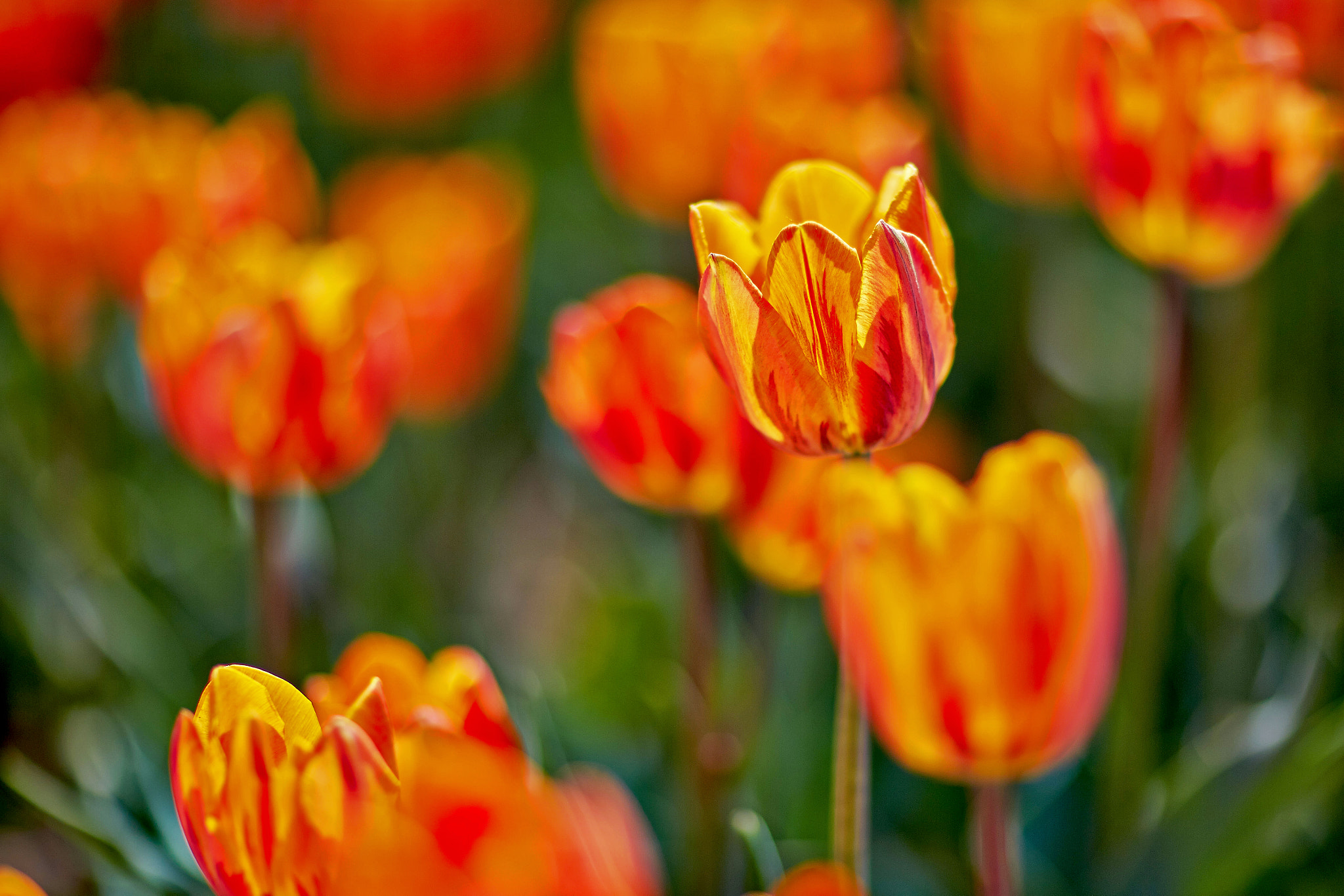 Yellow fire tulips