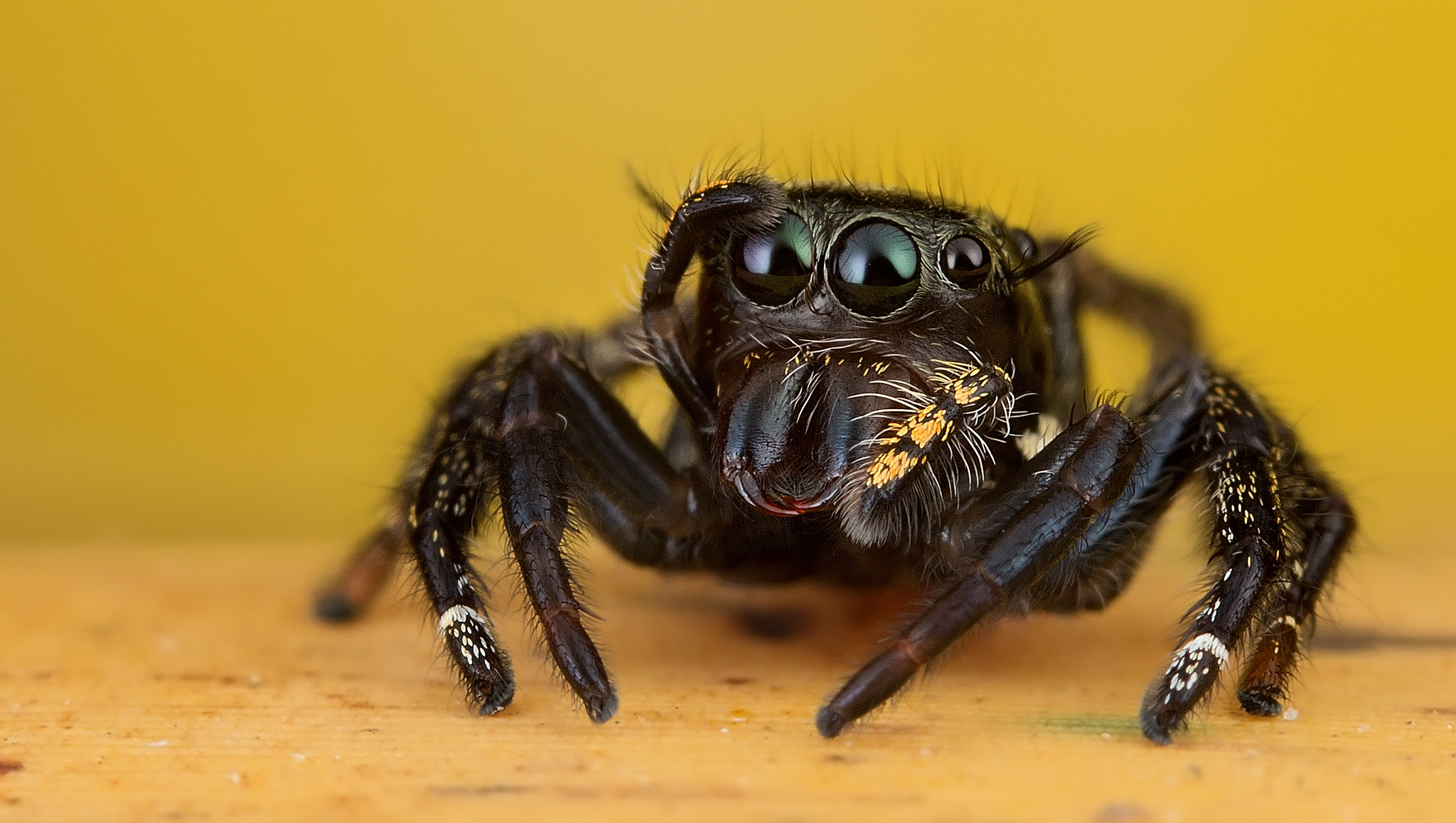 Jumping spider