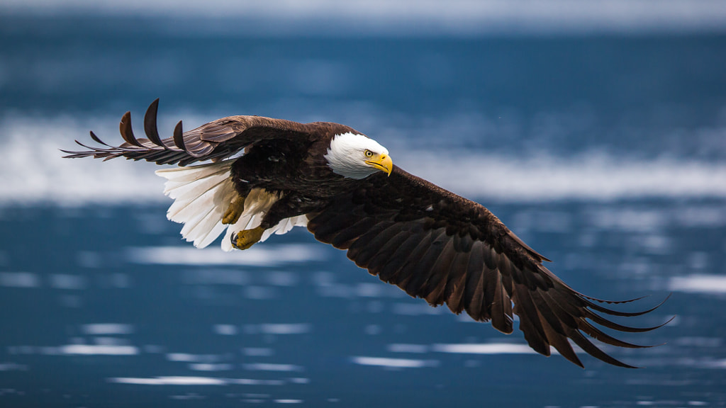 Oh whats that in the Water by viktor davare on 500px.com