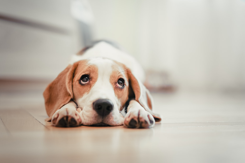 Eve, Beagle by Jessy Taylor on 500px.com