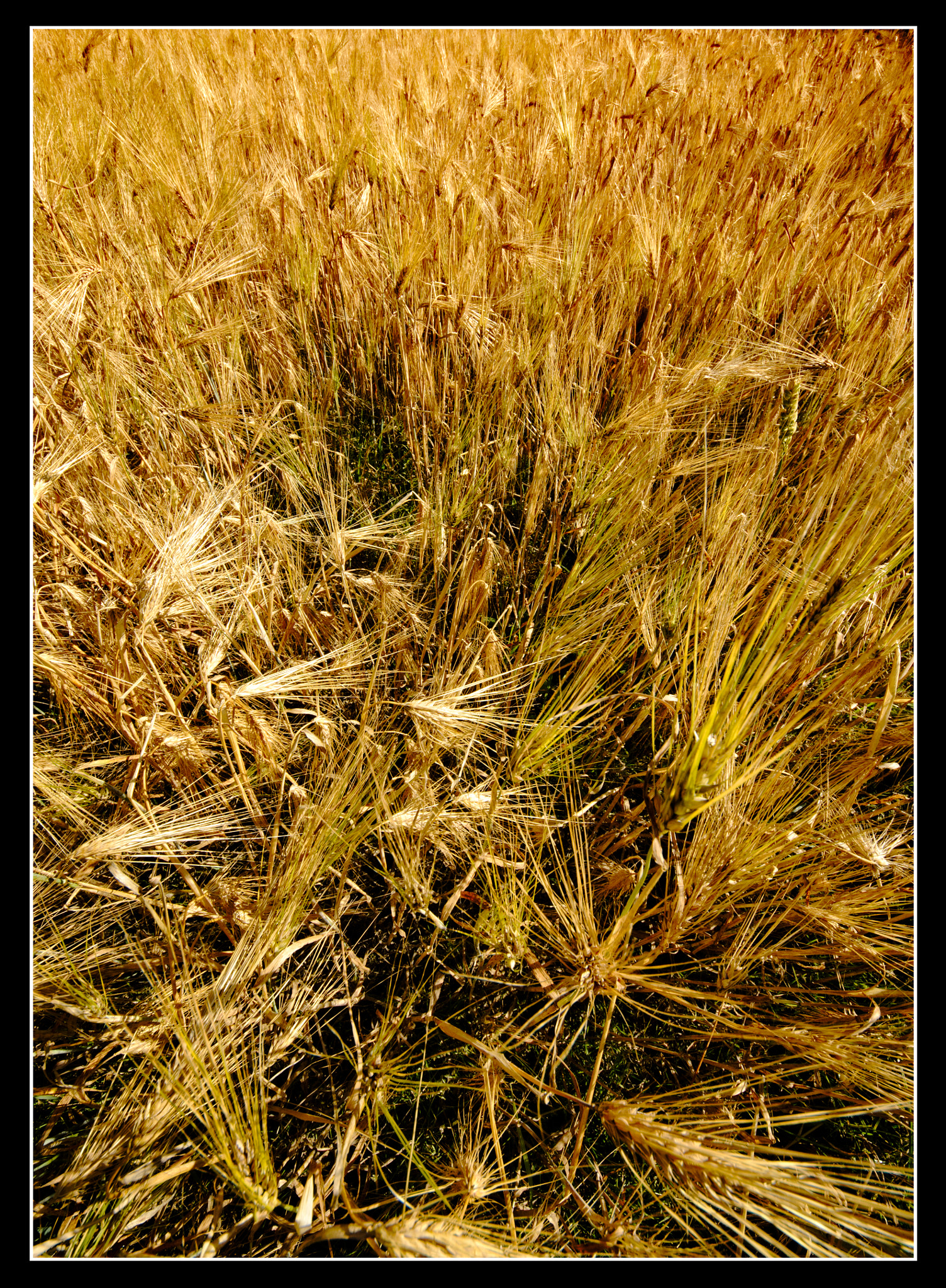Sigma 8-16mm F4.5-5.6 DC HSM sample photo. Cornfield photography