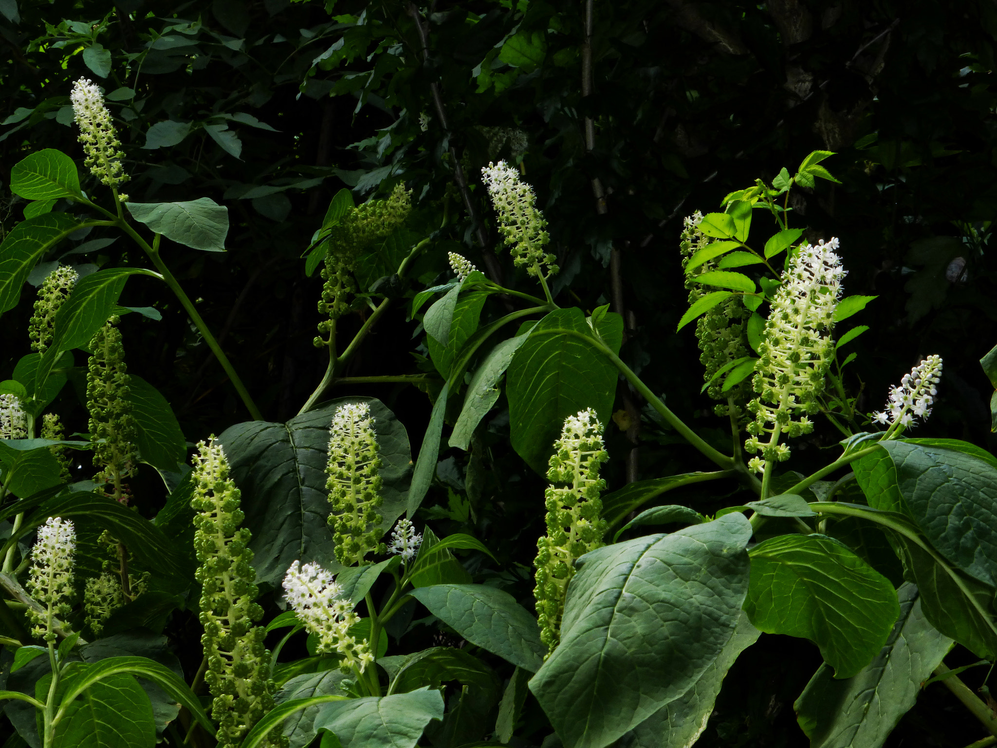 Becoming flowers