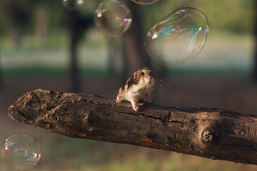 Wonder by c o m p a s s ) on 500px.com