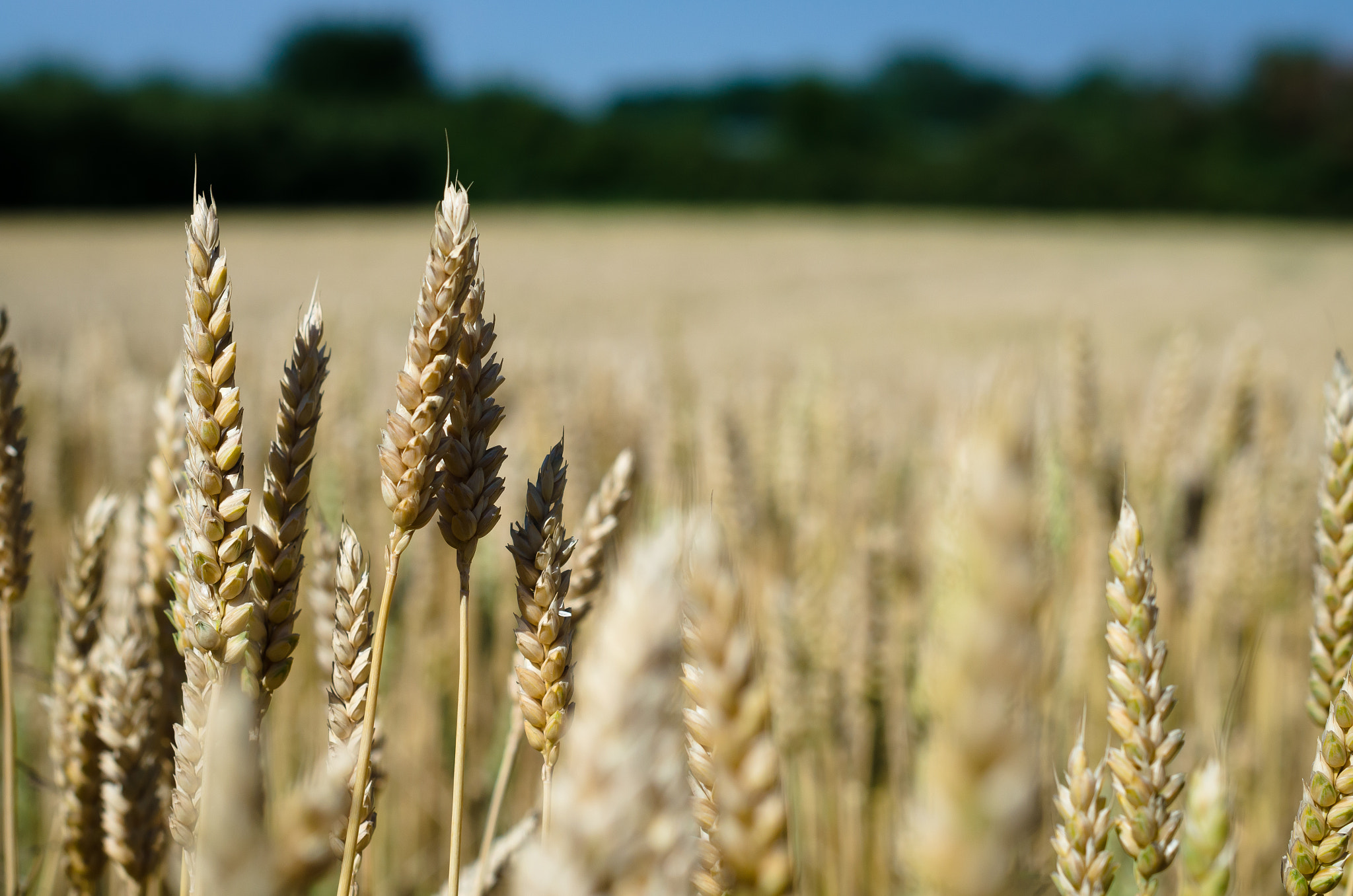 Wheat dancing